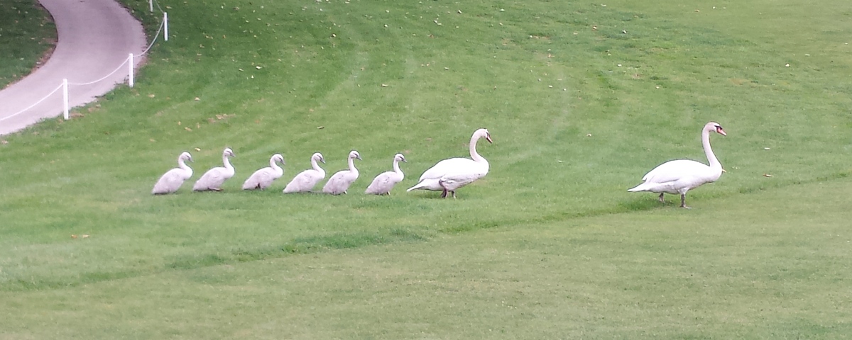 Swanning off to the first tee