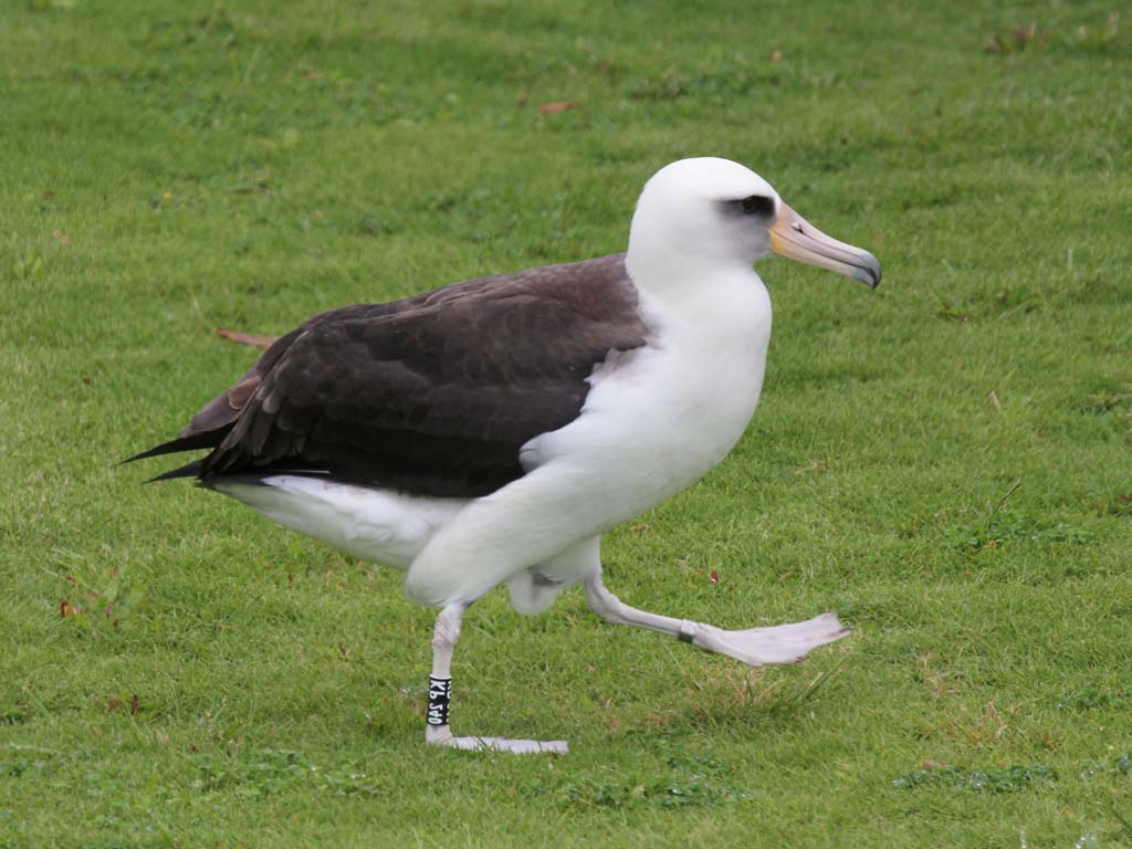 Albatross